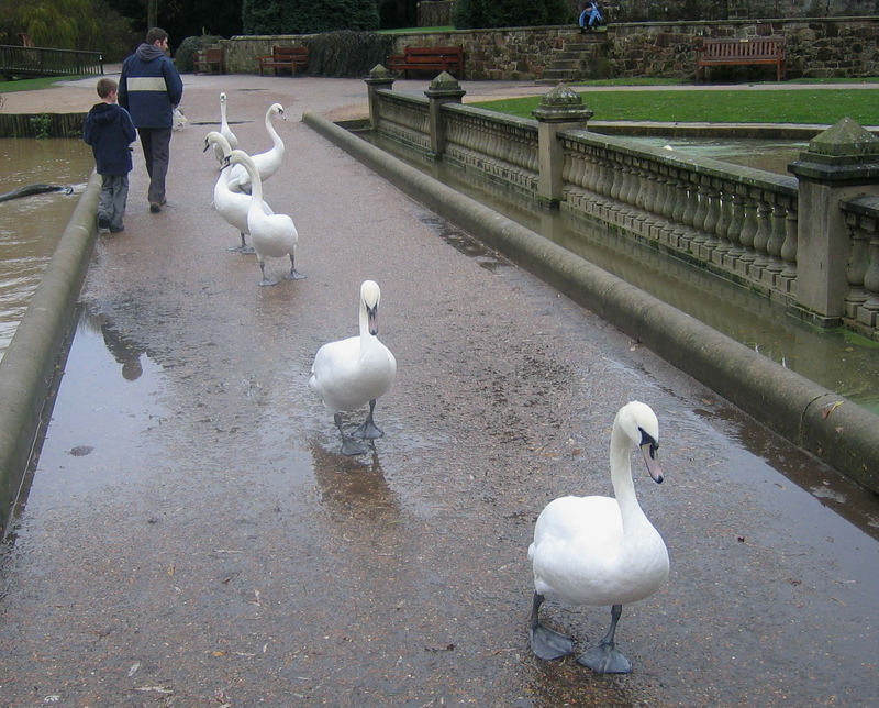 Swans on Patrol