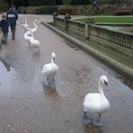 Swans on Patrol