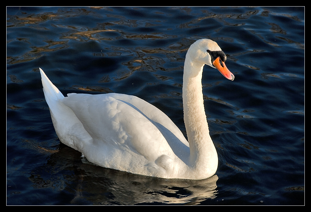 Swans on the lake