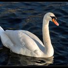 Swans on the lake