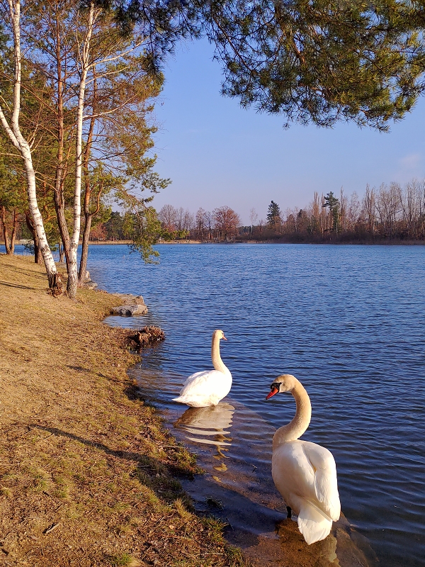 Swans on the lake