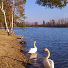 Swans on the lake