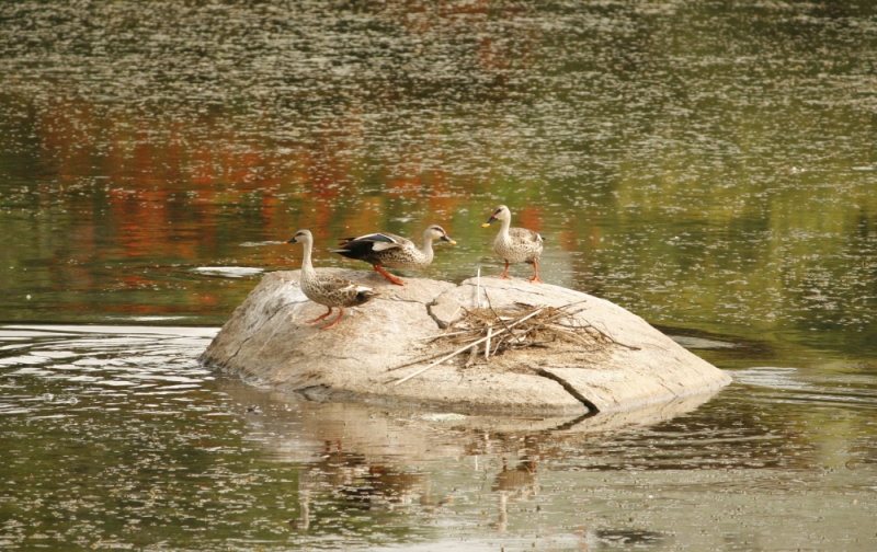 Swans playing in a pond