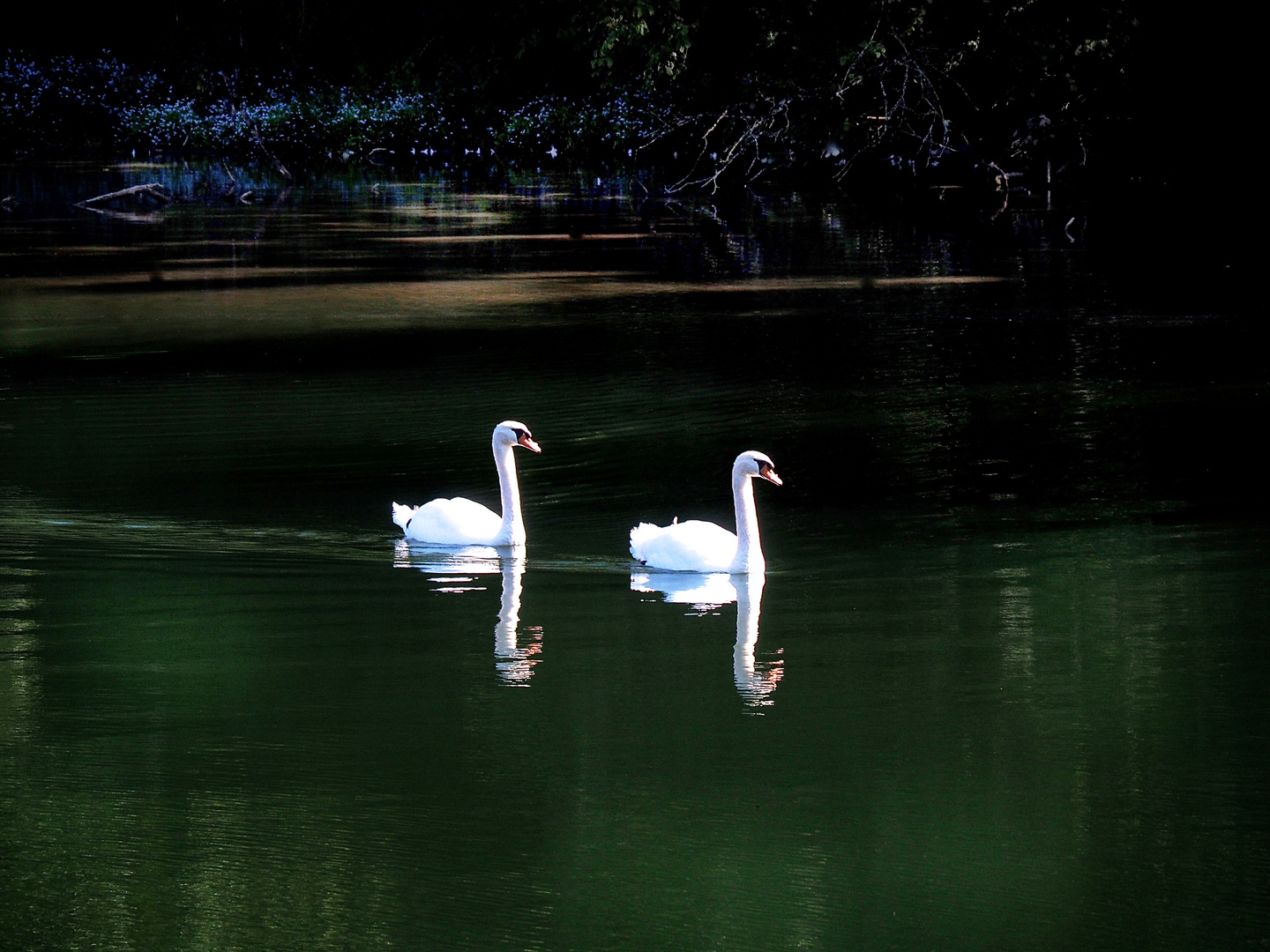 Swans silence