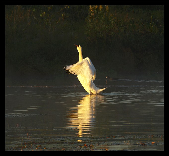 Swans study II