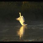 Swans study II