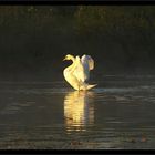 Swans study III