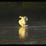 Swans study III