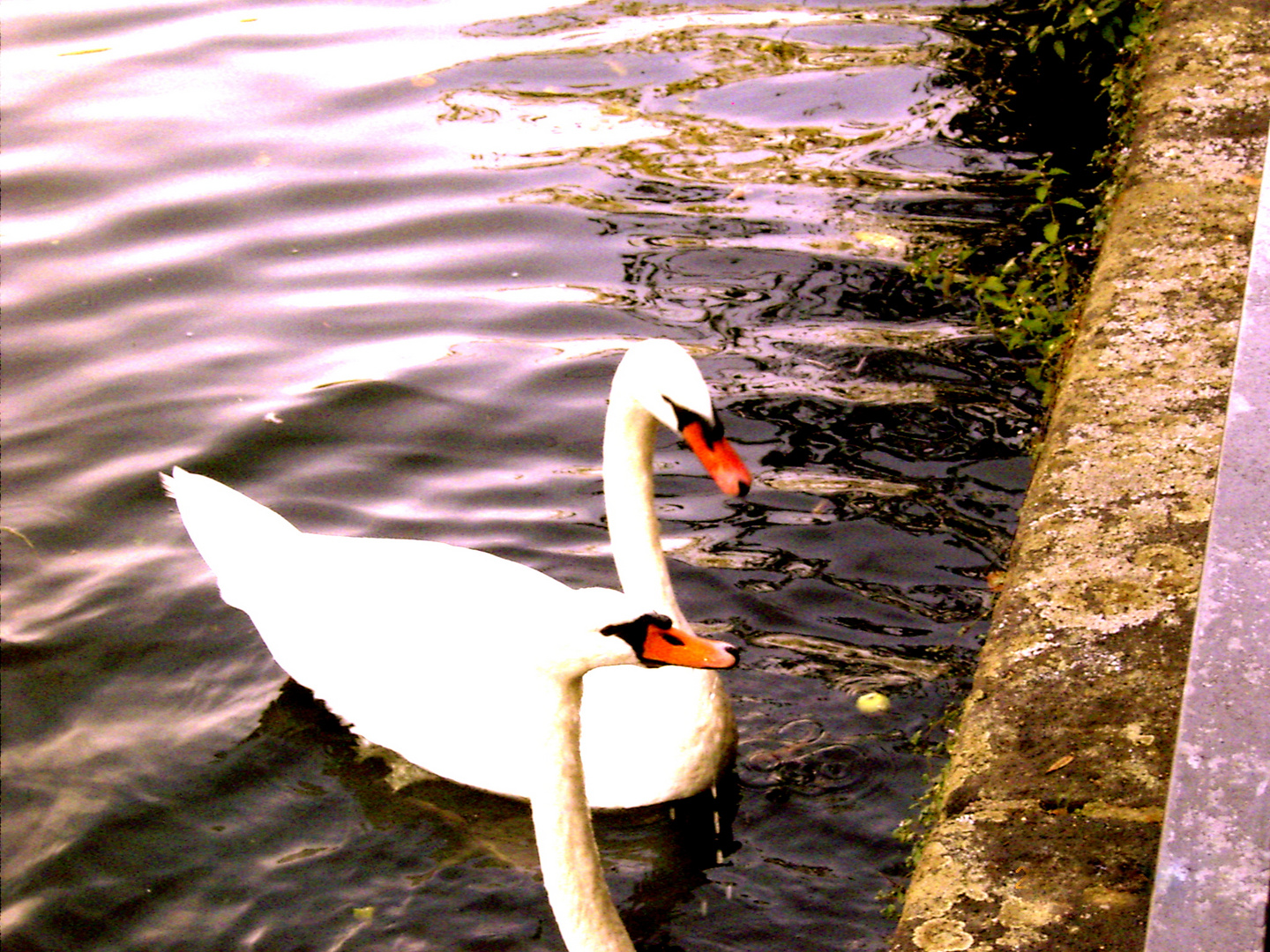 swans to see the fulfillment.