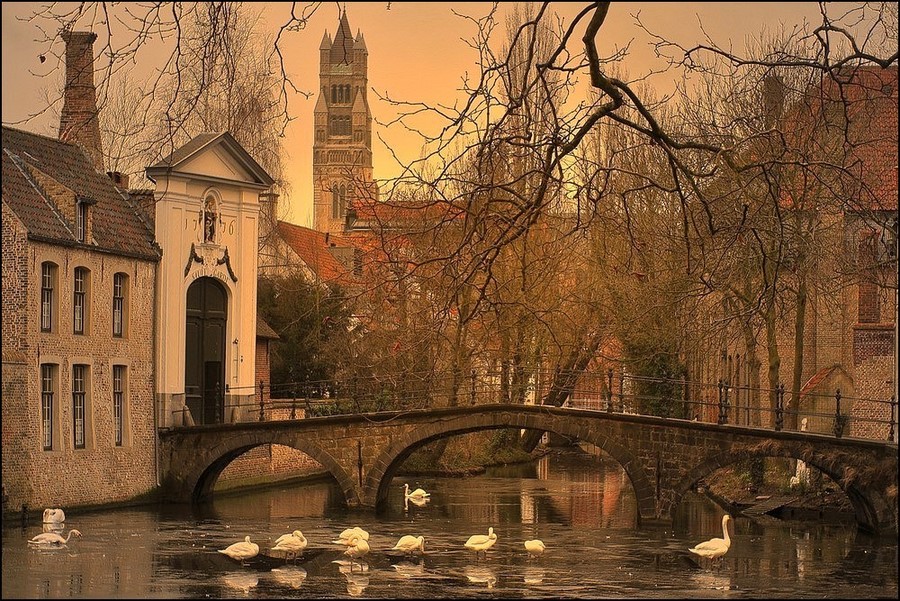 Swans up ice.