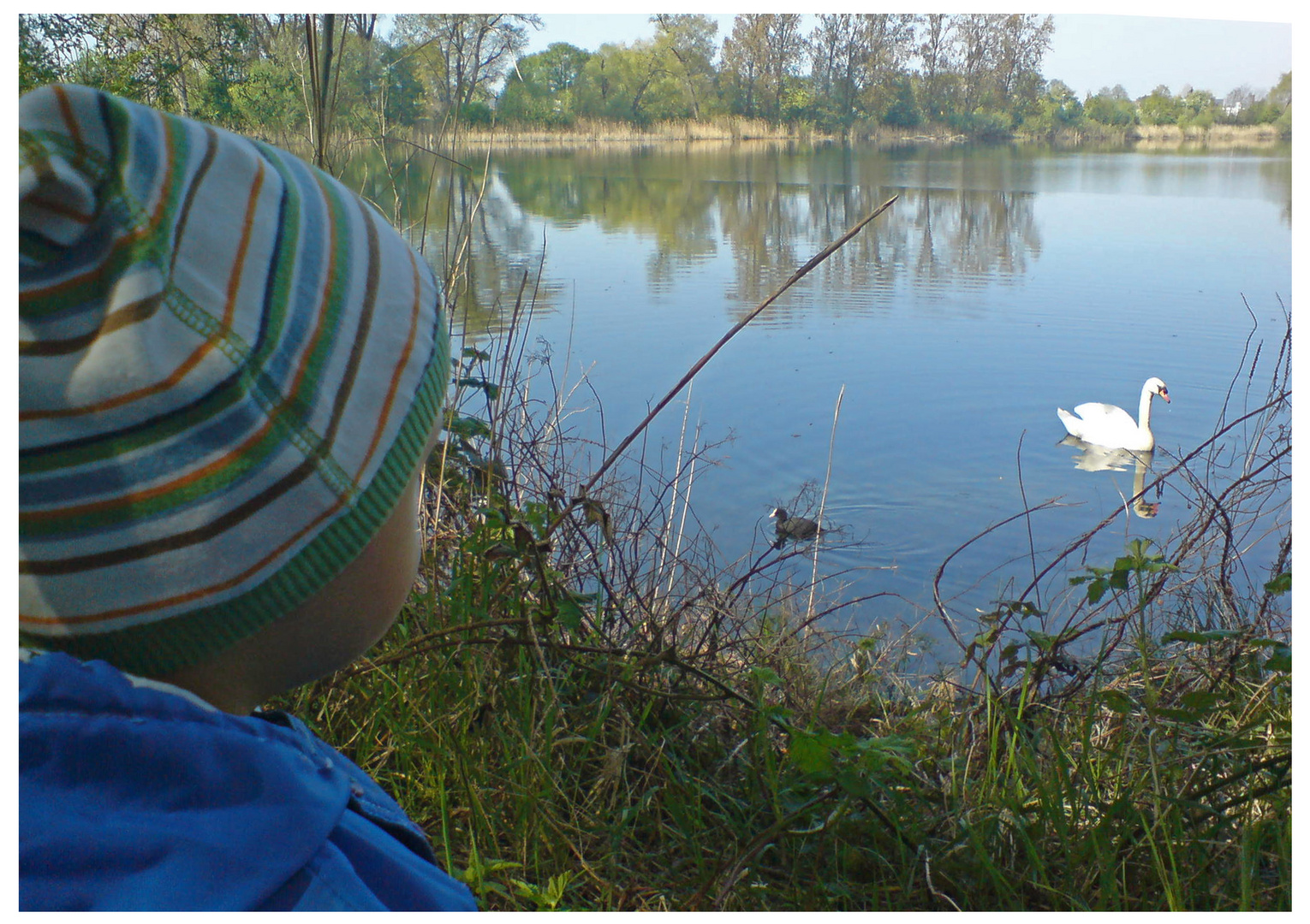 Swanspotting