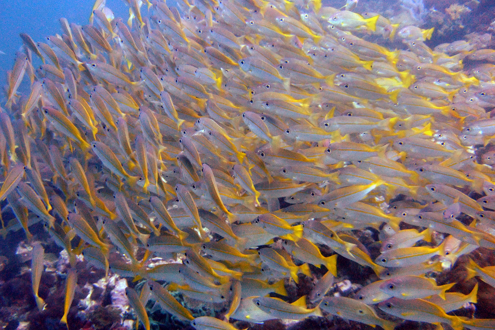 Swarm of fusiliers in shallow waters