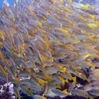 Swarm of fusiliers in shallow waters