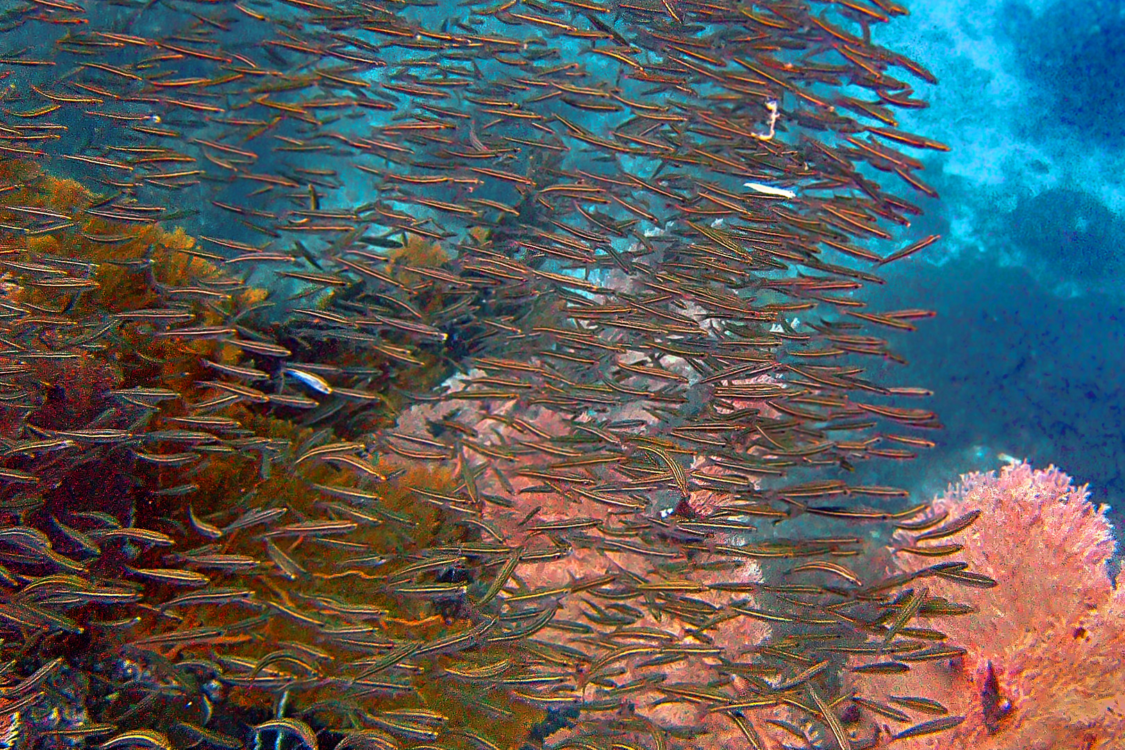 Swarm of suckerfish