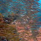 Swarm of suckerfish