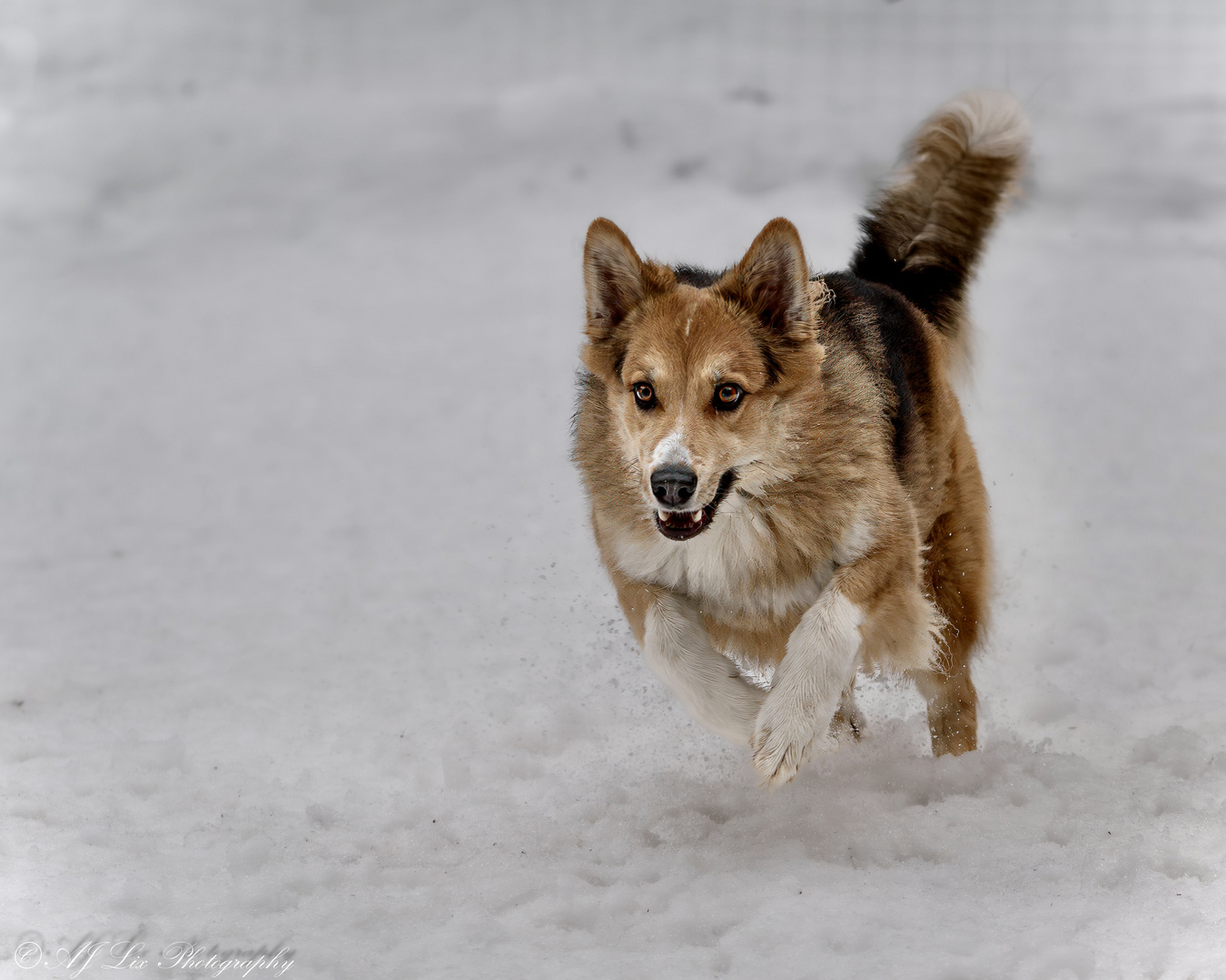 Swaustralian Shepherd 