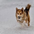 Swaustralian Shepherd 