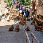 Swayambhunath 07