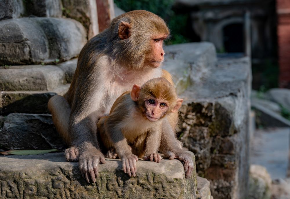 Swayambhunath auch "Monkey Temple"