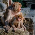 Swayambhunath auch "Monkey Temple"