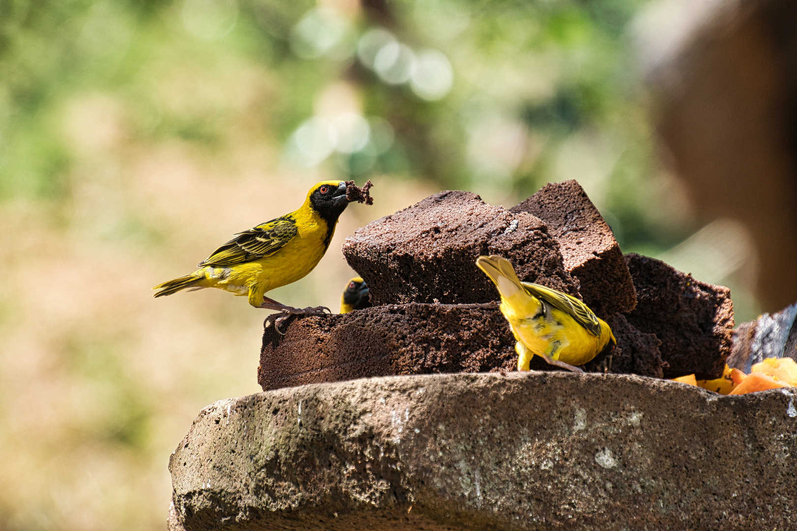 Swaziland Weaver