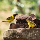 Swaziland Weaver