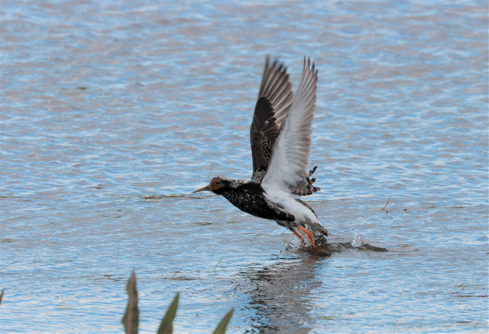 Sweden / Bålsta Natur reserv