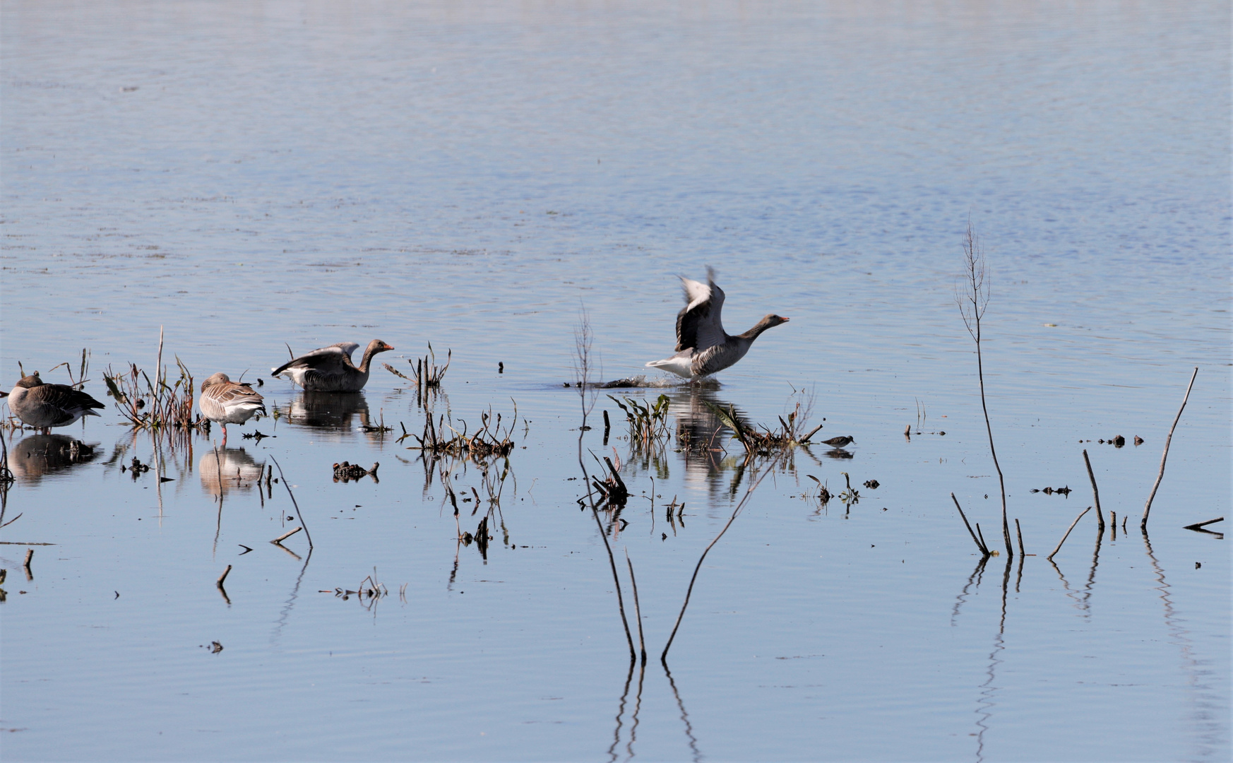 Sweden / Bålsta Natur reserv