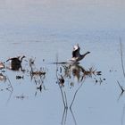 Sweden / Bålsta Natur reserv