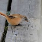 Sweden / Håbo Natur reserv