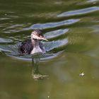 Sweden / Håbo Natur reserv