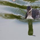 Sweden / Håbo Natur reserv