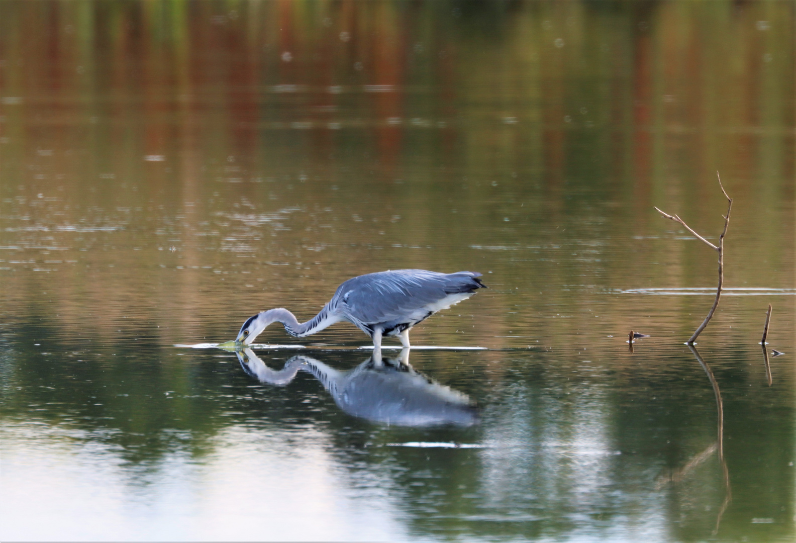 Sweden / Natur reserv