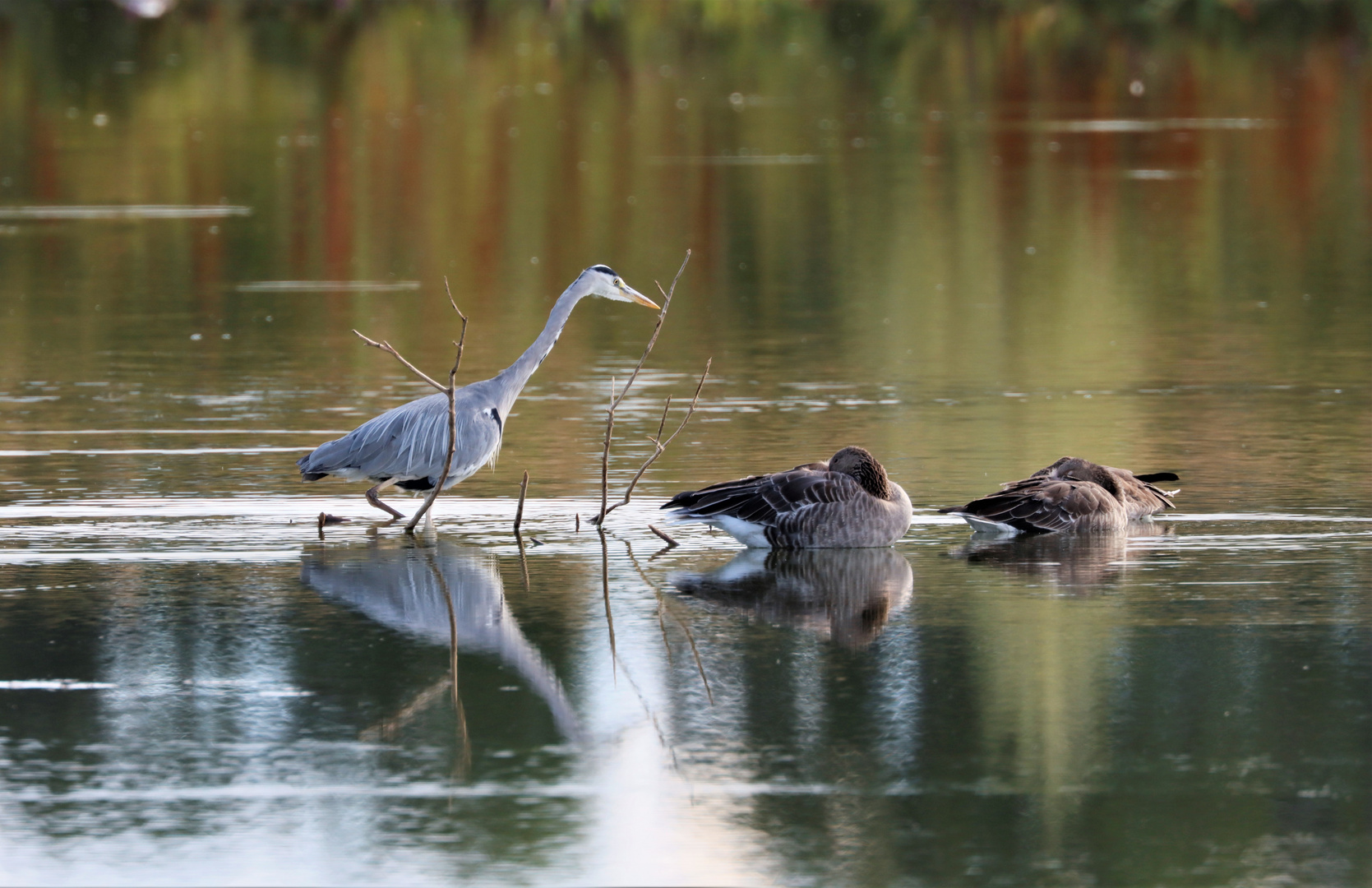 Sweden / Natur reserv