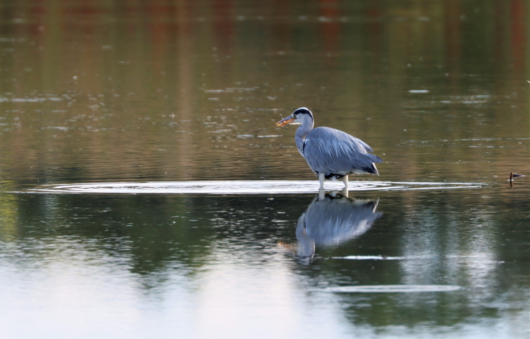 Sweden / Natur reserv