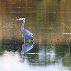 Sweden / Natur reserv