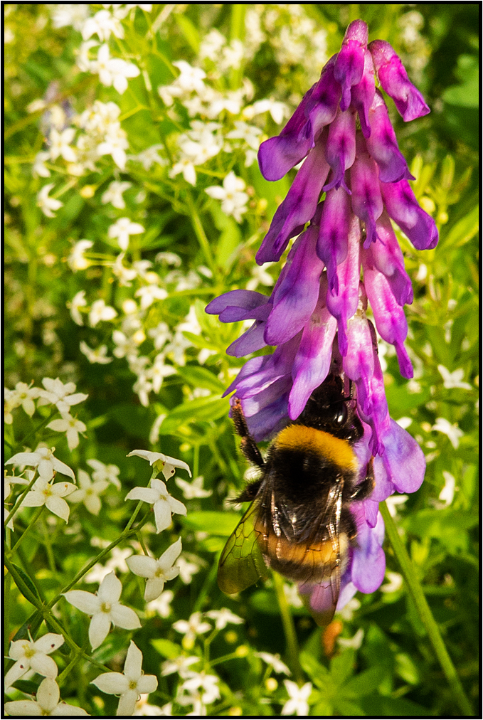 Sweden | nature in detail |