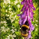 Sweden | nature in detail |