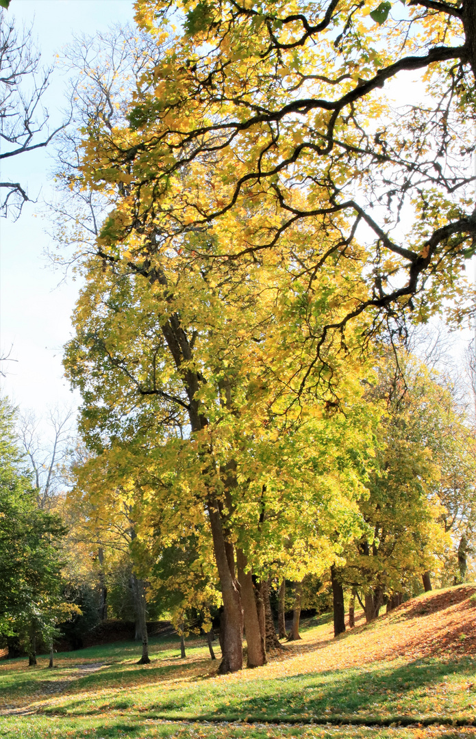 Swedish autumn