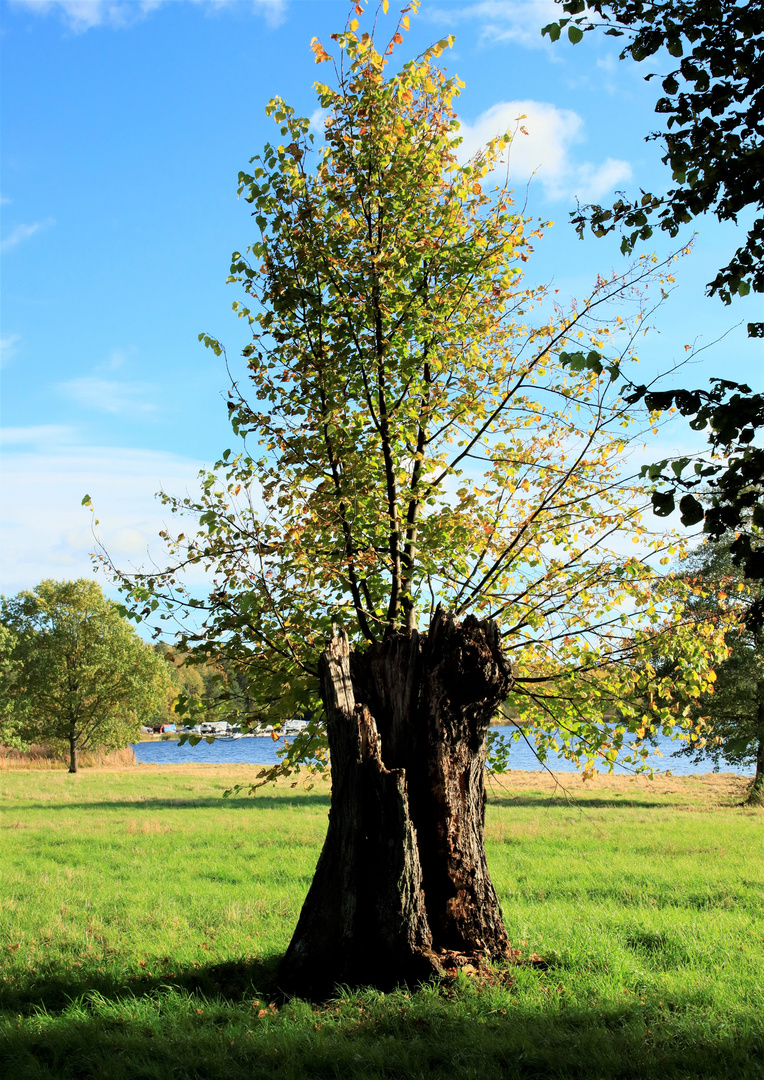 Swedish autumn