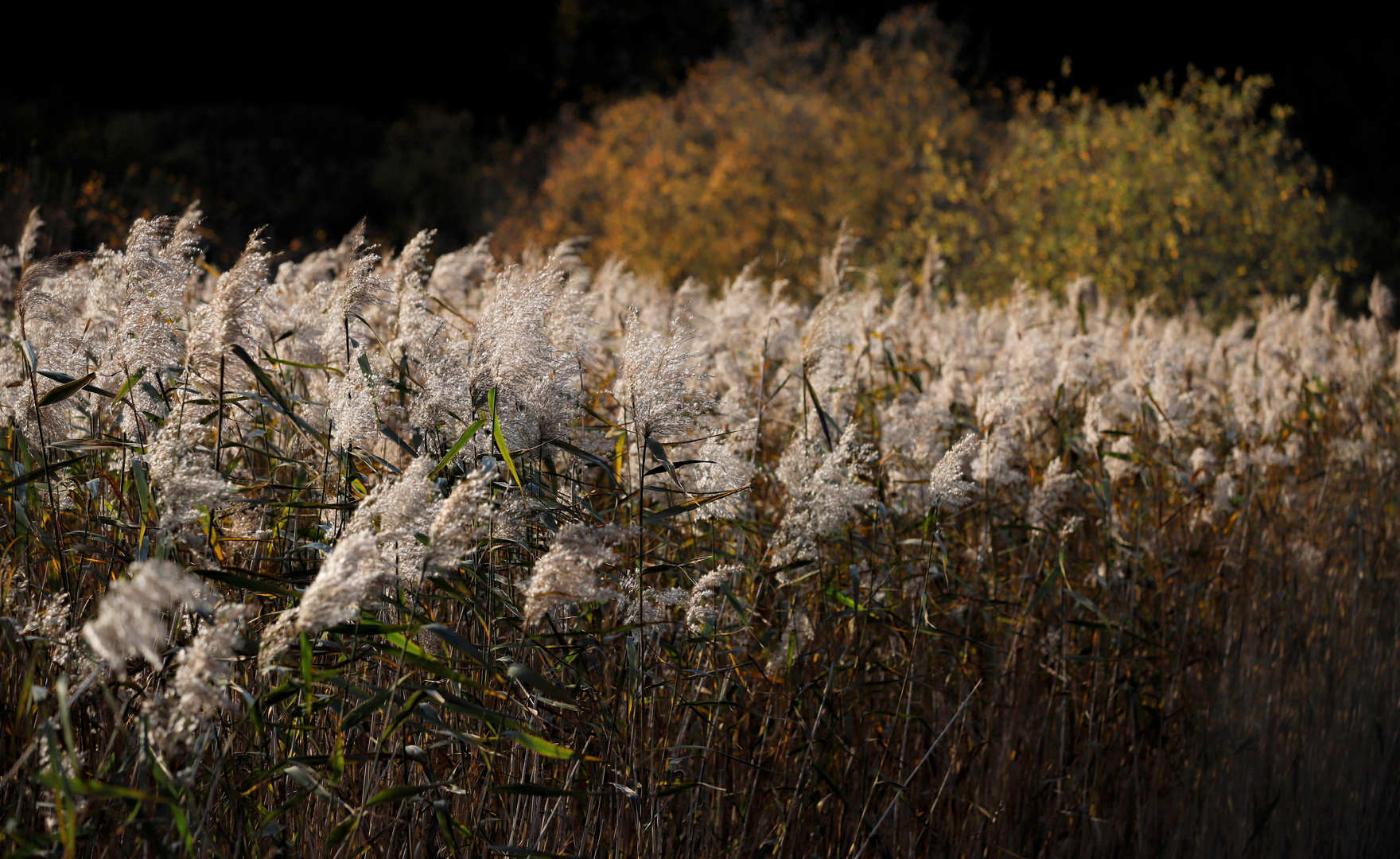 Swedish autumn