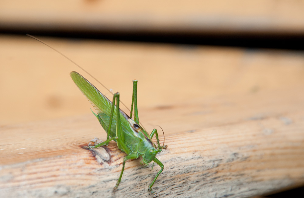 Swedish grashopper