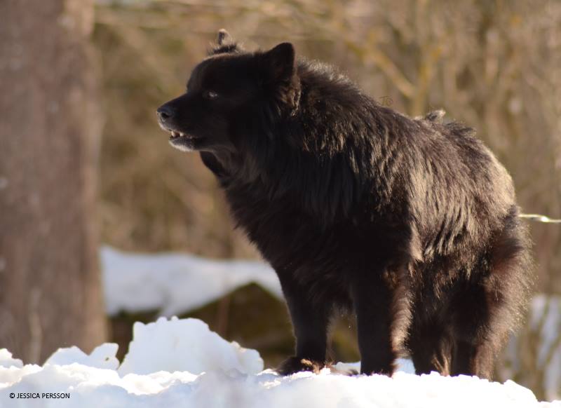 Swedish Lapphund