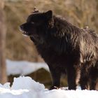 Swedish Lapphund