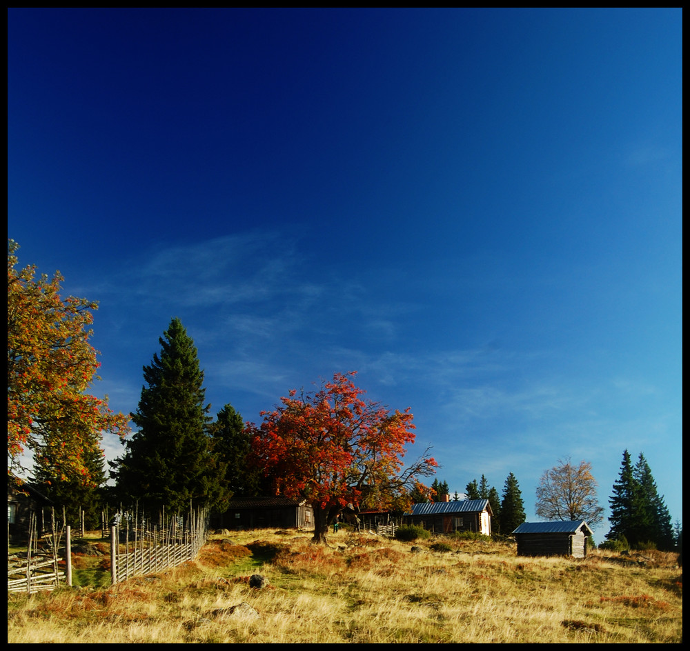 Swedish pasture autum time