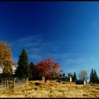 Swedish pasture autum time