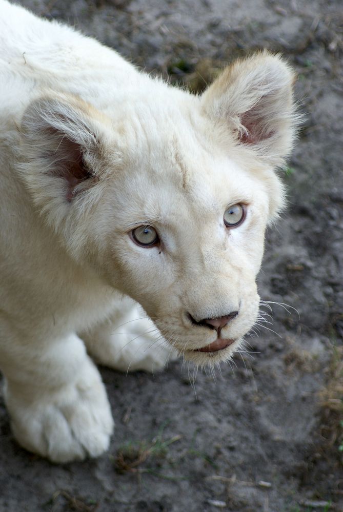 Sweet African Lionbaby von gitoo.de