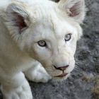 Sweet African Lionbaby