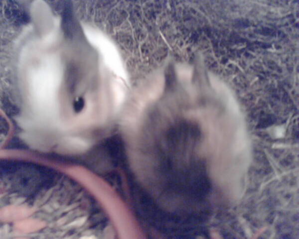 Sweet baby bunny's