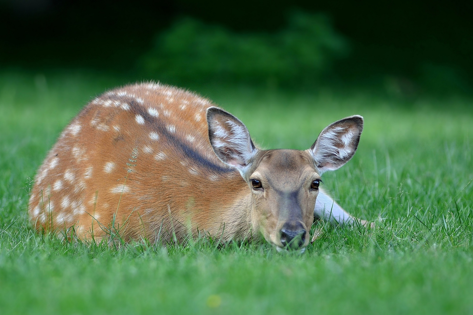 Sweet Bambi